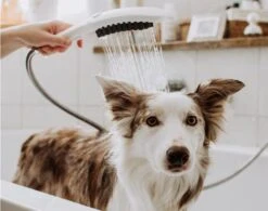 Hansgrohe DogShower - Handdouche Voor Honden 150, 3jet, Met Massagenoppen, Mat Zwart 26640670 -Badkamerartikelen Winkel 09b147c8952d8c5be39e23ad